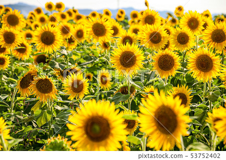 sunflower sunflower 53752402