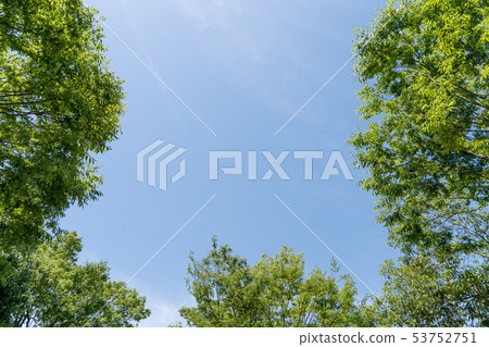 初夏綠色和藍天復制空間 53752751