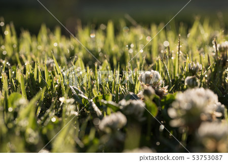 雜草 雜草 53753087