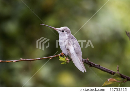 White Leucistic Magnificent Hummingbird Costa Rica 53753215