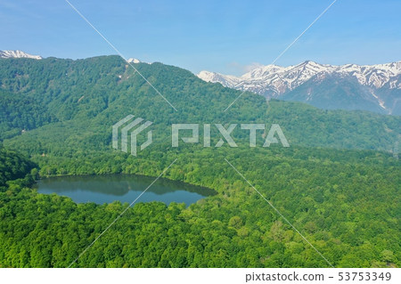 Aerial view of lotus flower white pond in Itoigawa city, Niigata prefecture in early summer 53753349