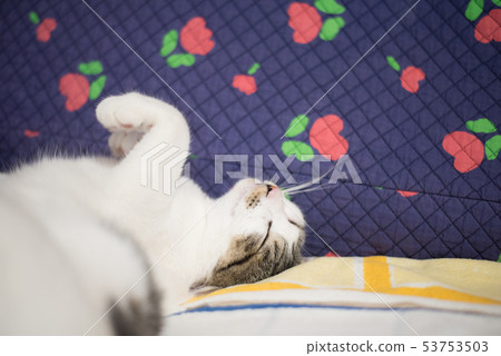 A relaxing cat A relaxing cat 53753503