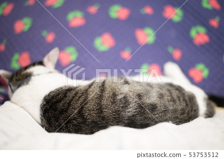 A relaxing cat A relaxing cat 53753512