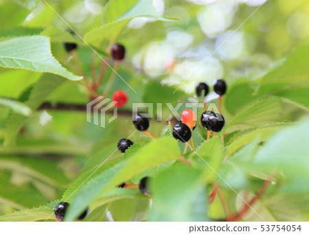 櫻花 櫻花 53754054
