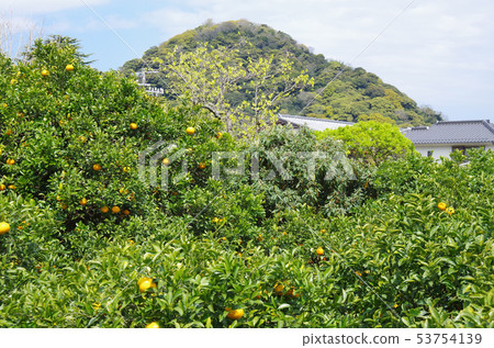 在武士住宅的廢墟的夏天橙色領域 在武士住宅的廢墟的夏天橙色領域 53754139