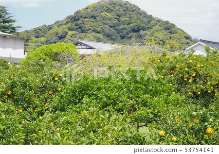 在武士住宅的廢墟的夏天橙色領域 在武士住宅的廢墟的夏天橙色領域 53754141