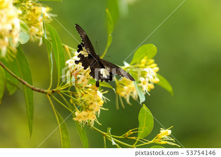 Butterfly flying on the flower nature in the rays 53754146