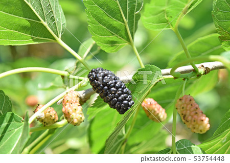 Mulberry Mulberry 53754448
