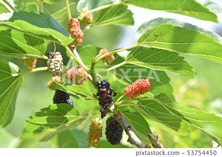 Mulberry Mulberry 53754450