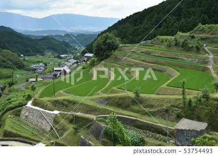 水稻梯田 水稻梯田 53754493