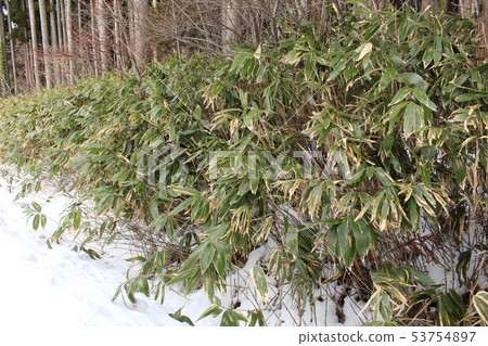 莎莎竹 莎莎竹 53754897