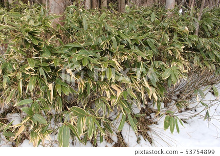 莎莎竹 莎莎竹 53754899