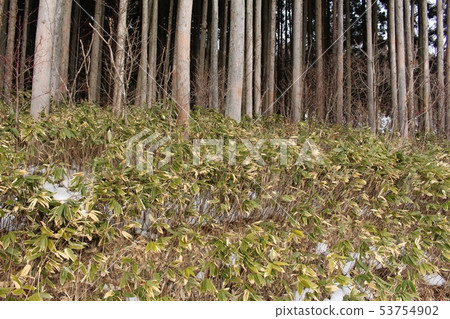 莎莎竹 莎莎竹 53754902