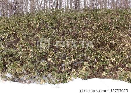 莎莎竹 莎莎竹 53755035