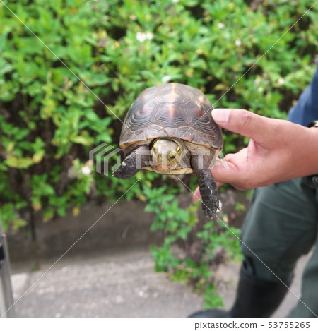 A natural monument that was walking on the street of Ishigaki Island A natural monument that was walking on the street of Ishigaki Island 53755265