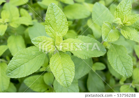 櫻桃鼠尾草 53756288