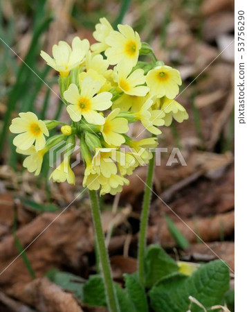 瑞士植物報春花櫻草屬elatior 瑞士植物報春花櫻草屬elatior 53756290