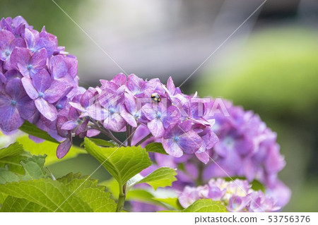 Hydrangea Hydrangea 53756376