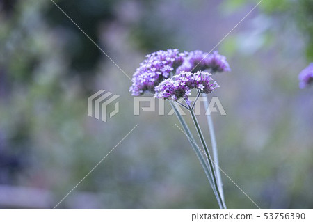 花 花 53756390