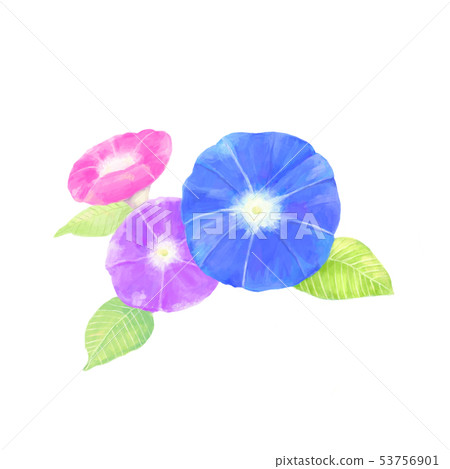 Three morning glory Three morning glory 53756901