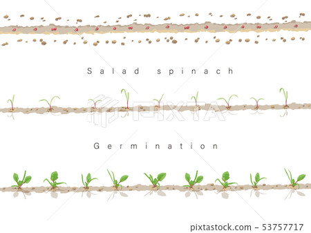 Germinating illustration of salad spinach 01 Germinating illustration of salad spinach 01 53757717