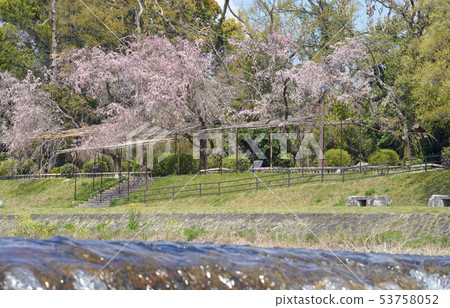 Road of Kamogawa cherry tree 53758052