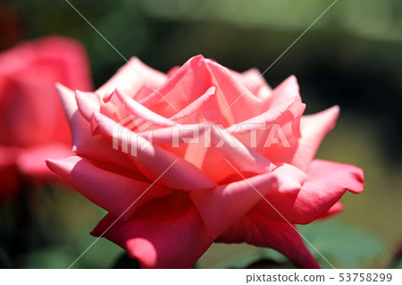 美麗的玫瑰花37 53758299