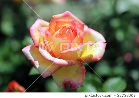 美麗的玫瑰花39 53758302