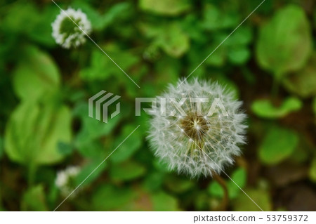 蒲公英絨毛 蒲公英絨毛 53759372