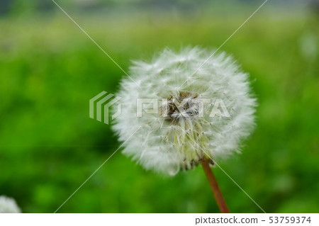 蒲公英絨毛 蒲公英絨毛 53759374