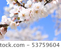 Cherry Blossoms	 53759604