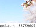 Cherry Blossoms	 53759605