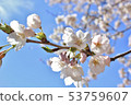 Cherry Blossoms	 53759607