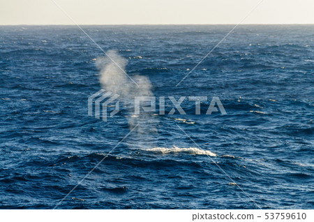 Fin whale blow Fin whale blow 53759610