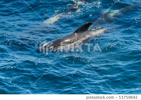 Long-Finned Pilot Whales in the Southern Atlantic Ocean 53759692
