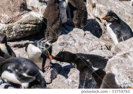 Rockhopper Penguins on Westpoint Island, the Falklands 53759783