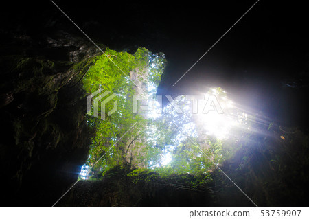 Yakushima Heart shaped stump 53759907