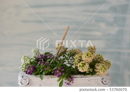 Spring-shaped emergence of Namihaha (Hail of the day of emergence) Spring-shaped emergence of Namihaha (Hail of the day of emergence) 53760070