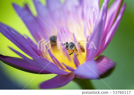 Close up Bees trying to keep nectar pollen from 53760117