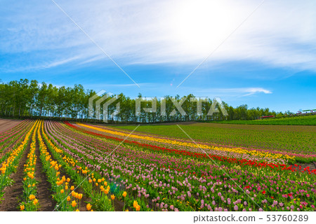 Tulip flower garden Biei scenery Summer Four seasons hill Tulip flower garden Biei scenery Summer Four seasons hill 53760289