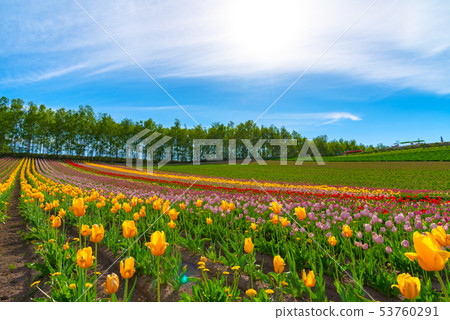 Tulip flower garden Biei scenery Summer Four seasons hill Tulip flower garden Biei scenery Summer Four seasons hill 53760291