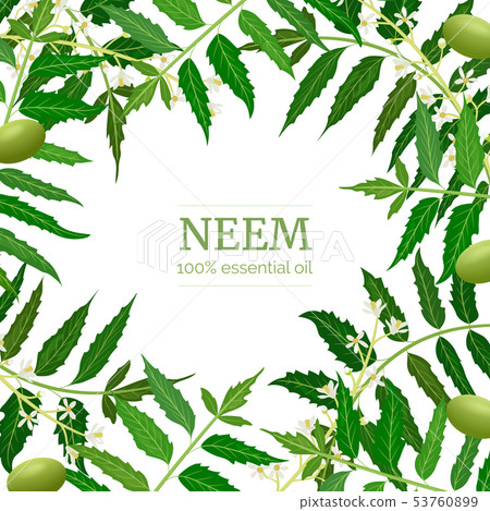 Neem leaf branch boxing frame, flowers and pods. Neem leaf branch boxing frame, flowers and pods. 53760899