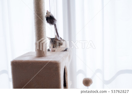 Cat playing at the cat tower Cat playing at the cat tower 53762827