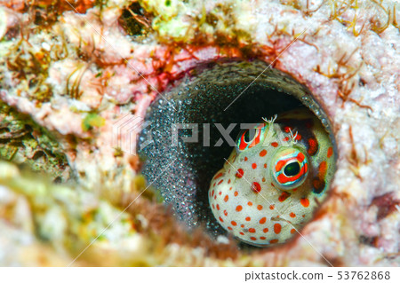Montuki蛙魚 53762868