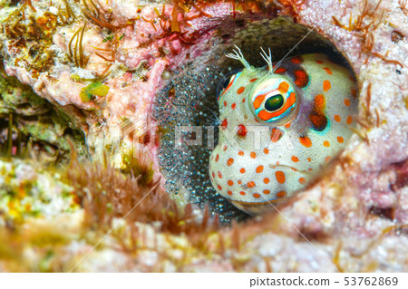 Montuki蛙魚 53762869