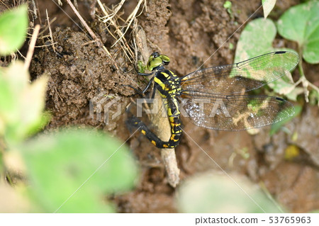 Yabuyanma salmon spawning 53765963