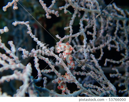 侏儒海水管 53766000