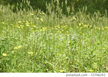 Somewhat beautiful weeds in the wasteland Somewhat beautiful weeds in the wasteland 53766263