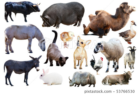 set of farm animals 53766530