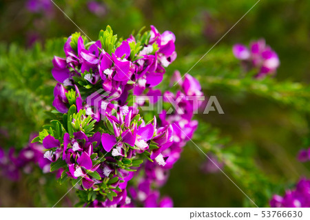 polygala myrtifolia blossom 53766630